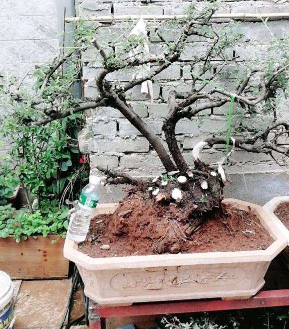 今天过年后挖的小石积下山桩