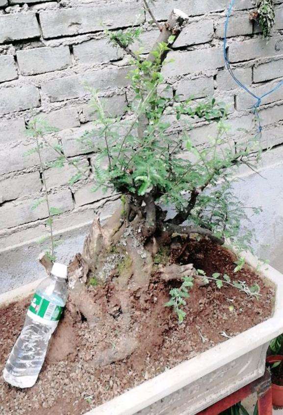 今天过年后挖的小石积下山桩