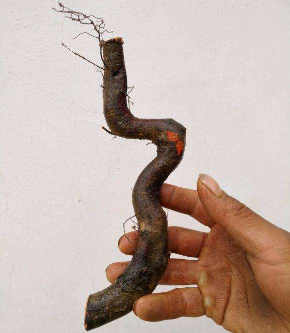 小石积下山桩根也可以发芽