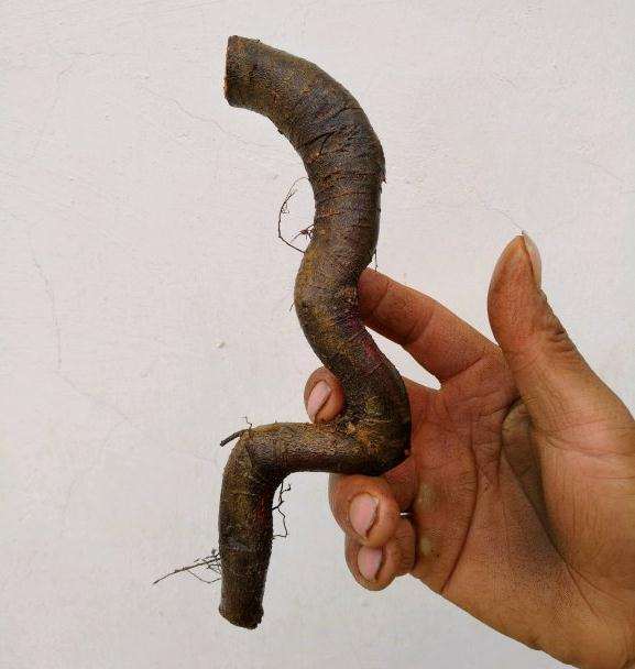 小石积下山桩根也可以发芽