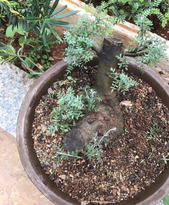 小石积下山桩几个月了 一直不死不活