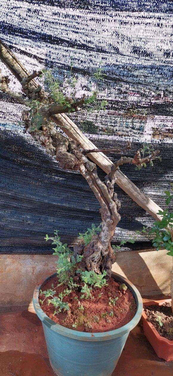 800元买的小石积下山桩