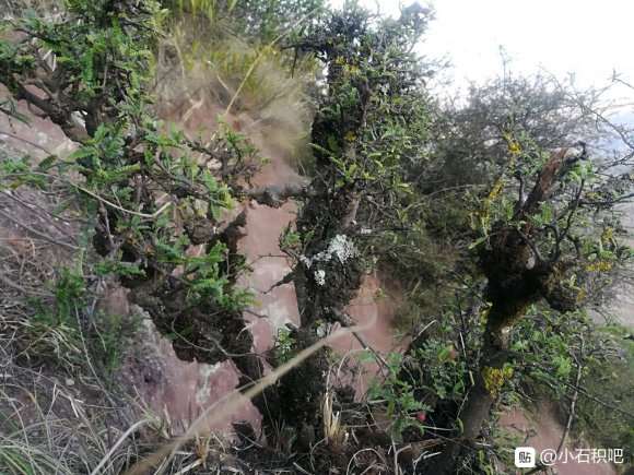 经典瘤包丛林小石积下山桩
