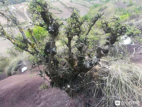 经典瘤包丛林小石积下山桩