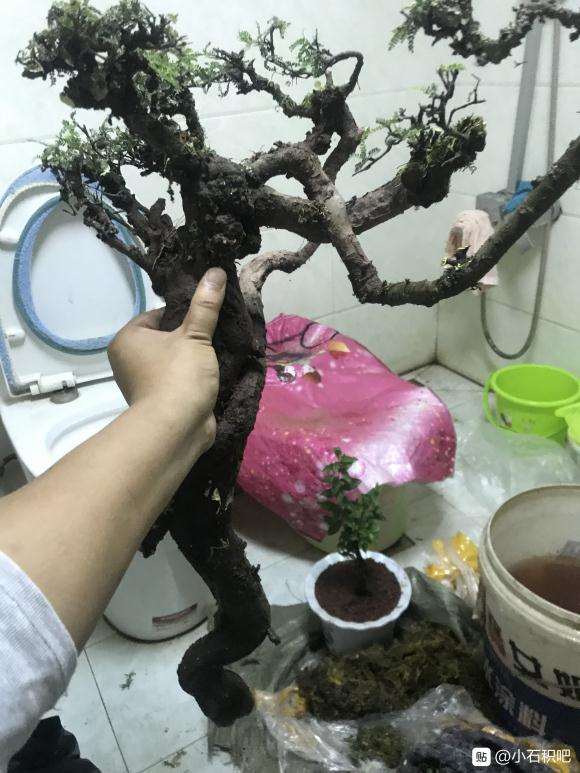 小石积下山桩用不用套袋