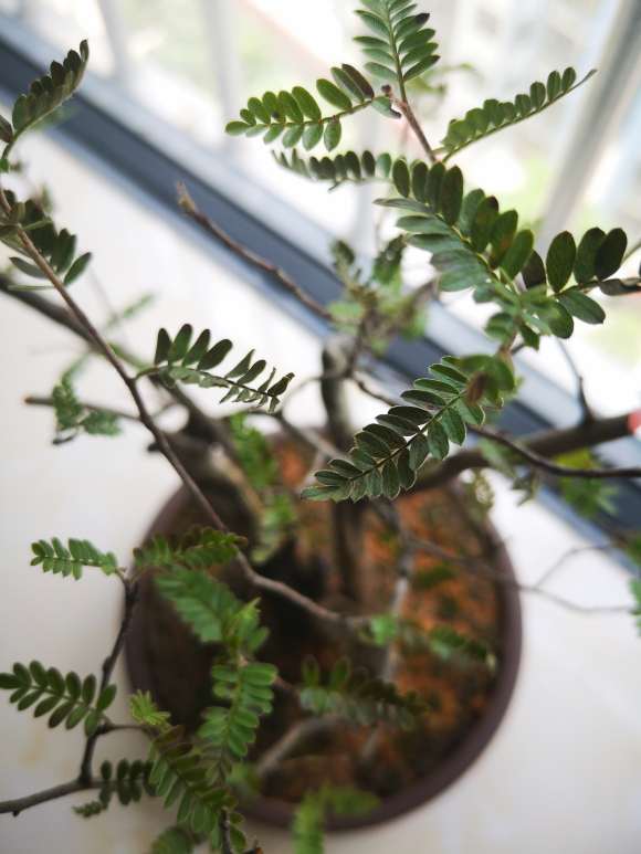 小石积下山桩叶子变黑枯萎