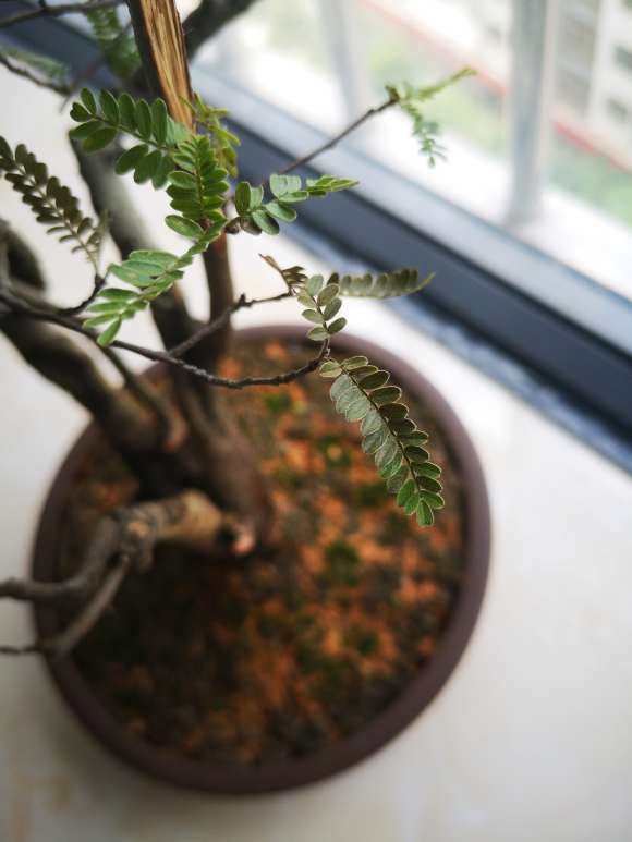 小石积下山桩叶子变黑枯萎