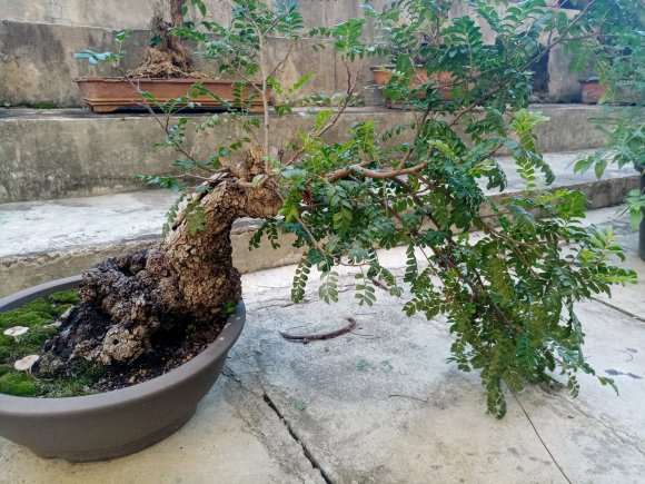 这是不是清香木下山桩 叶子超级小