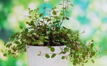 北方阳台盆栽蔬菜的阳台环境怎么选择