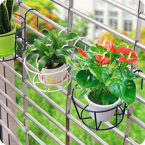 北方三角梅盆栽室内过冬