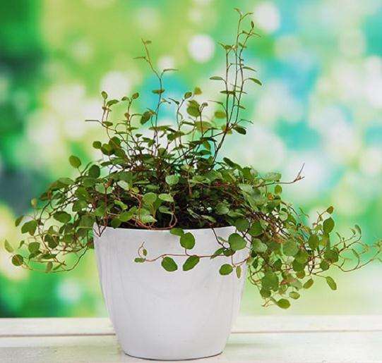 北方盆栽花木的根系保护措施