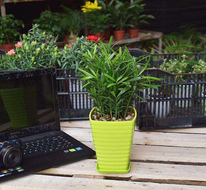 北方盆栽花木的根系保护措施