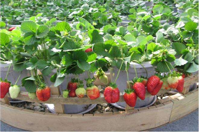 草莓盆栽怎么观赏种植的方法