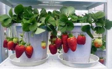 草莓盆栽怎么观赏种植的方法 图片