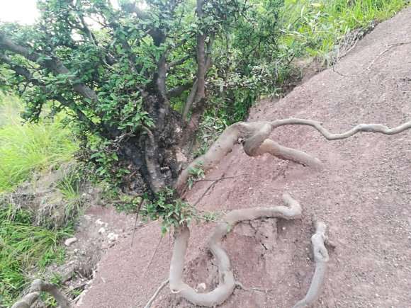 路遇一棵小石积下山桩