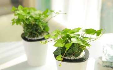 常春藤盆栽怎么繁殖和药用 图片