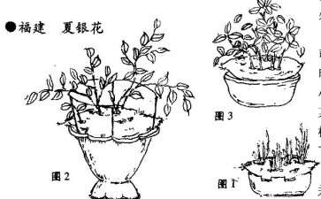 都市中的时兴小品 番薯盆栽