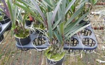 甘蔗杂交亲本怎么盆栽的技术