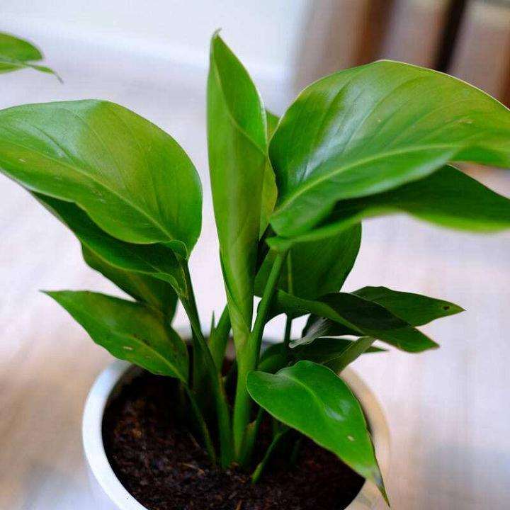 鹤望兰盆栽怎么盆土选择及换盆的要点