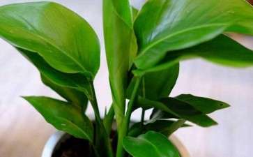 鹤望兰盆栽怎么盆土选择及换盆的要点