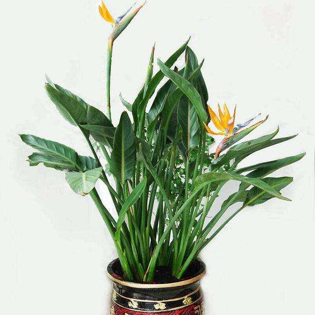 鹤望兰盆栽怎么温度与光照的方法