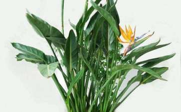 鹤望兰盆栽怎么温度与光照的3个方法