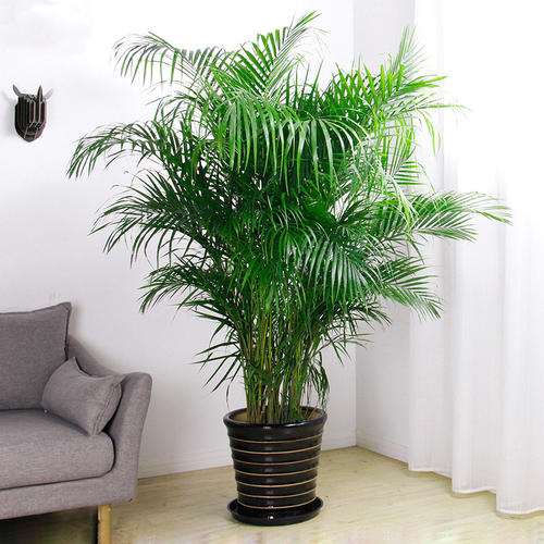 盆栽花卉怎么防治蔗扁蛾的4个方法