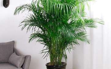 盆栽花卉怎么防治蔗扁蛾的4个方法