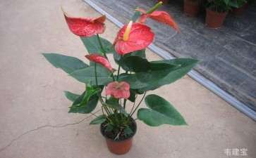 盆栽花卉怎么防治考氏白盾蚧的4个方法