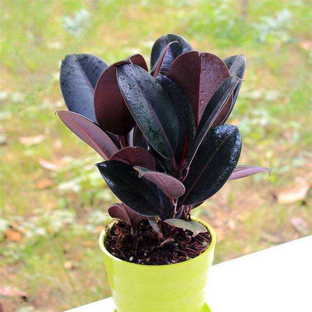 盆栽花卉怎么防治仙客来灰霉病的4个方法