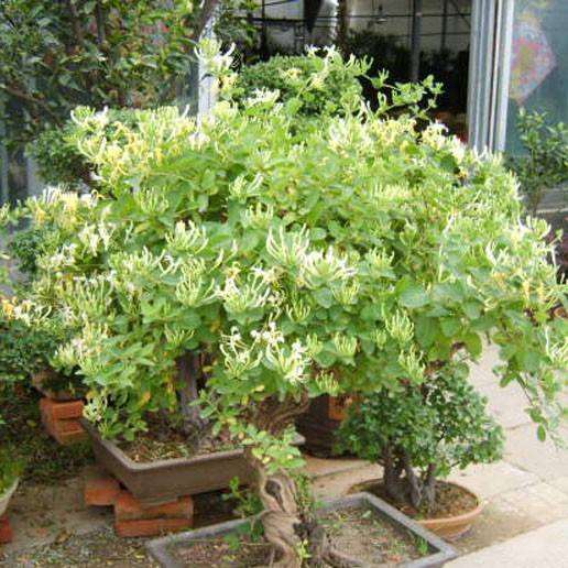 金银花盆栽
