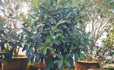 苦丁茶怎么家度盆截的3个方法