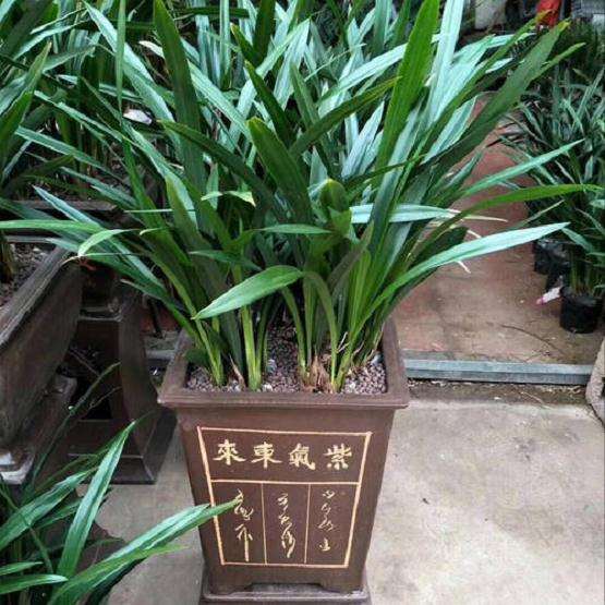 兰花怎么盆栽的3个技术