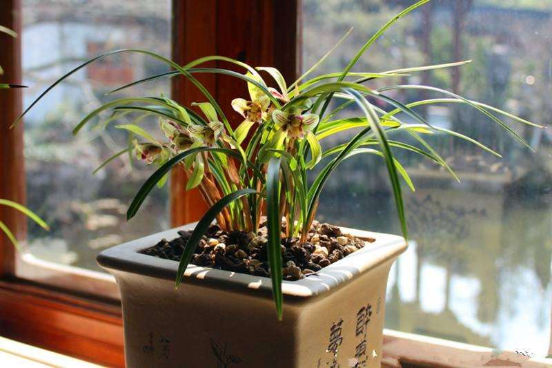兰花怎么盆栽的3个技术