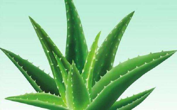 芦荟盆栽怎么上盆定植的4个方法