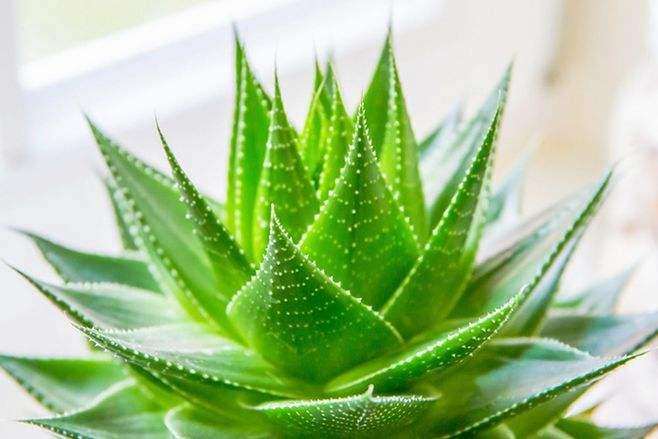 芦荟盆栽怎么上盆定植的4个方法