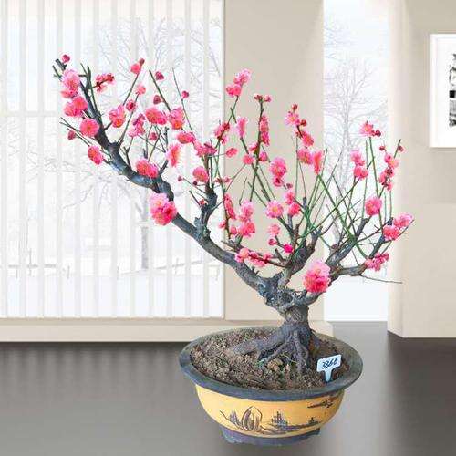 盆栽梅花专用品种怎么筛选的方法