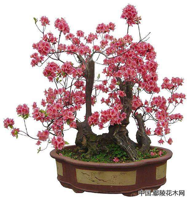 盆栽梅花改进育苗方式的试验