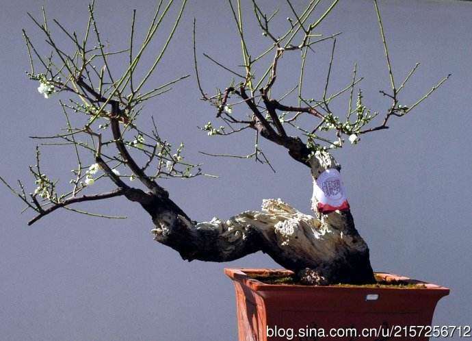 盆栽梅花怎么加速苗期树冠扩大