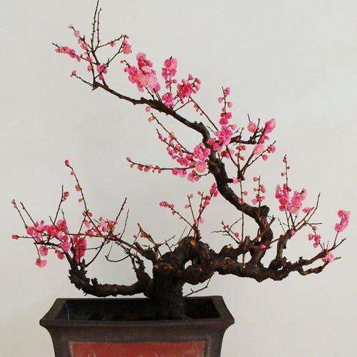 梅花盆栽怎么促进当年分化花芽