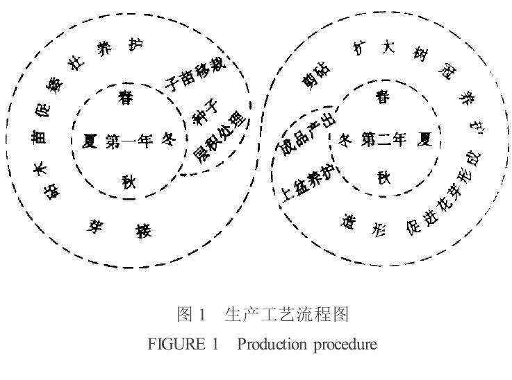 盆栽梅花怎么简易造形的方法