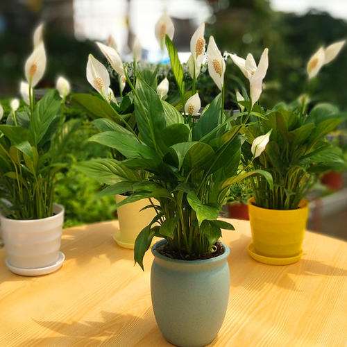 怎样保持花卉盆土疏松肥沃