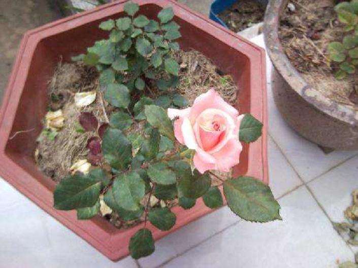 哪些月季品种适合盆栽