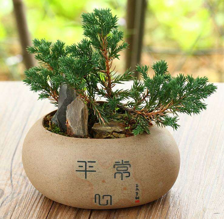 南洋杉怎么盆栽的2个技术