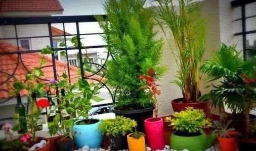 养花种草怎么防花毒的5个方法 图片