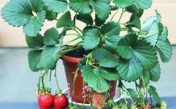盆栽草莓怎么上盆栽培的2个技术