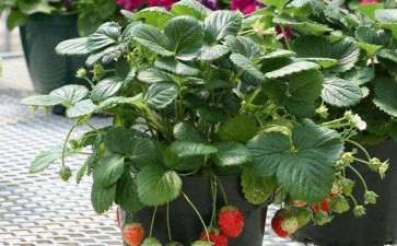 盆栽草莓怎么栽培及管理的4个方法
