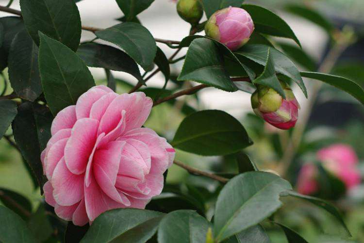 盆栽茶花落蕾掉瓣的原因是什么