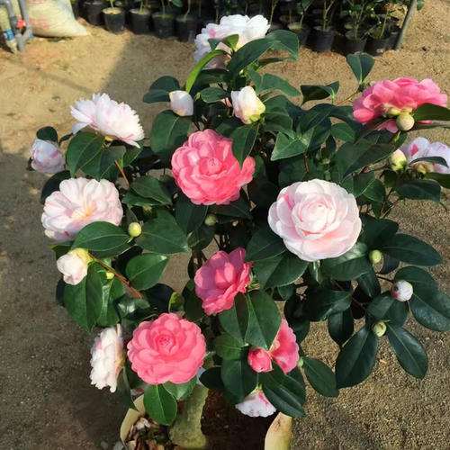 盆栽茶花落蕾掉瓣的原因是什么