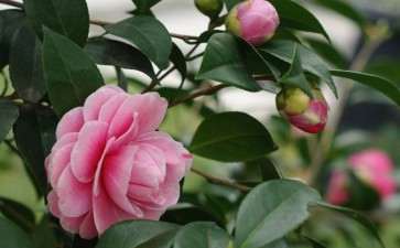 盆栽茶花落蕾掉瓣的原因是什么